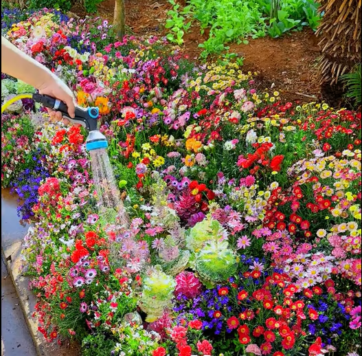 🔥Last day clearance💝Premium Cold-Hardy Mixed Perennial Seeds - Selected 40+ Fall Planting Mix