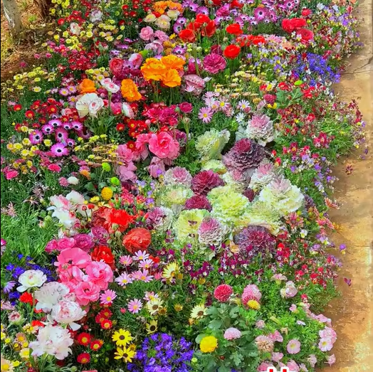 🔥Last day clearance💝Premium Cold-Hardy Mixed Perennial Seeds - Selected 40+ Fall Planting Mix