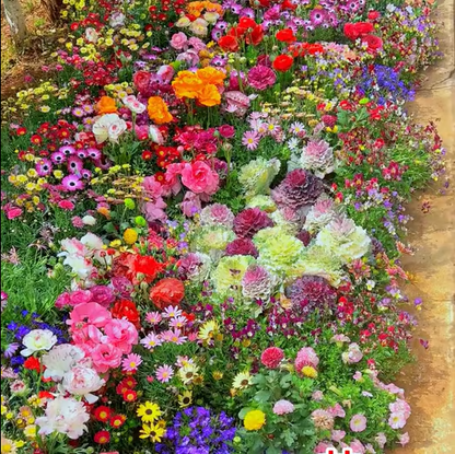 🔥Last day clearance💝Premium Cold-Hardy Mixed Perennial Seeds - Selected 40+ Fall Planting Mix