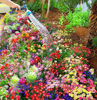 🔥Last day clearance💝Premium Cold-Hardy Mixed Perennial Seeds - Selected 40+ Fall Planting Mix