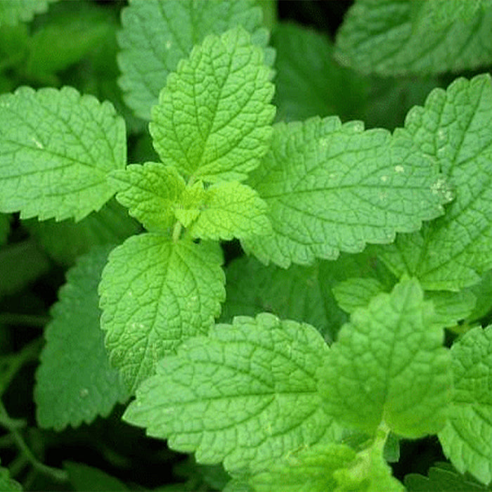 NESLEMY™Coconut Whitening Strips 30 NESLEMY™Coconut Whitening Strips