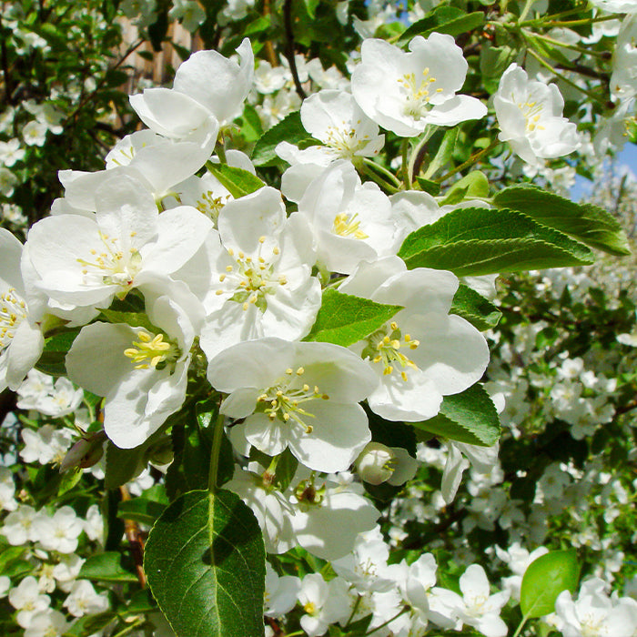 NESLEMY™Coconut Whitening Strips 33 NESLEMY™Coconut Whitening Strips